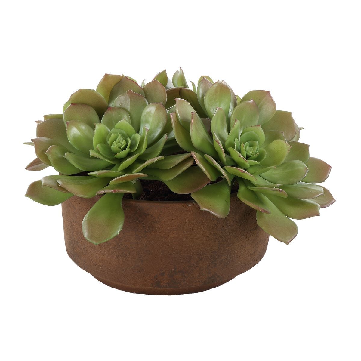 Sable Succulent Accent