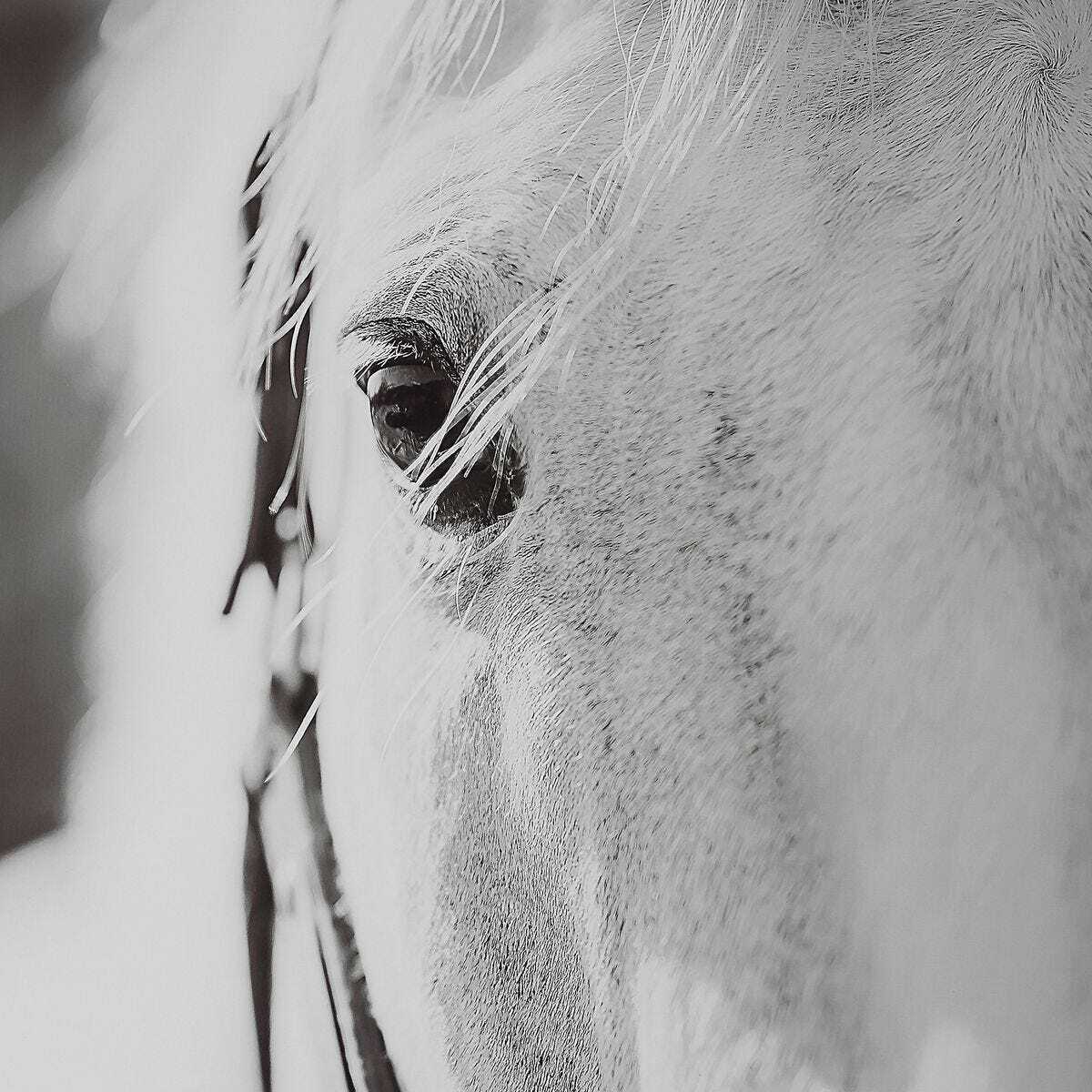 Black And White Horse Wall Art