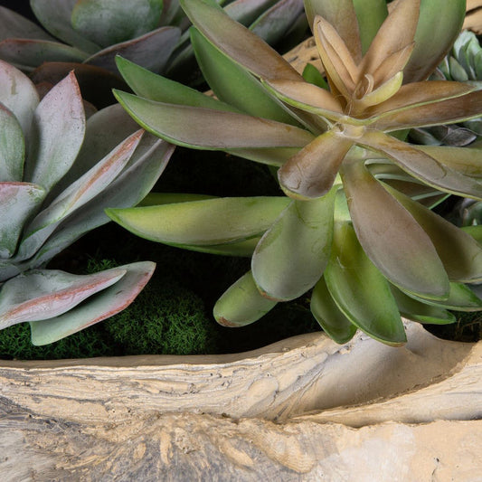 Coastal fake succulent arrangement in clamshell on wood table in beach home with ocean view.