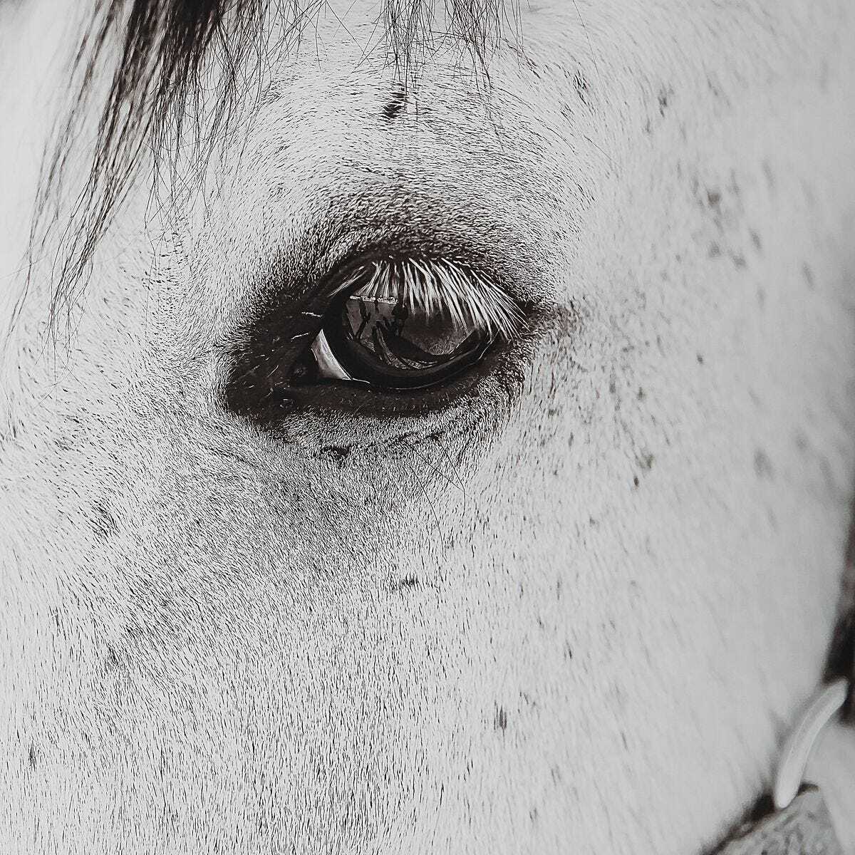 Framed Horse Wall Art