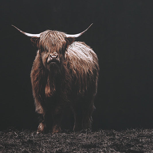 Image of modern highland cow art in rustic frame above tan sofa and white coffee table that is marble
