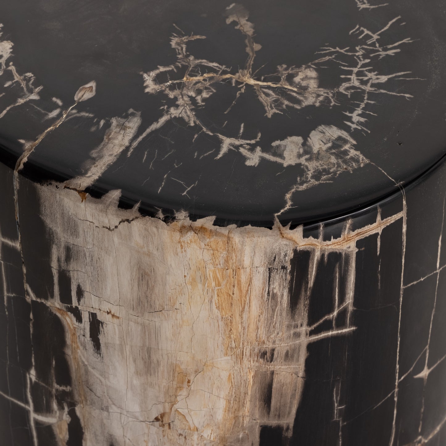 Dark petrified wood