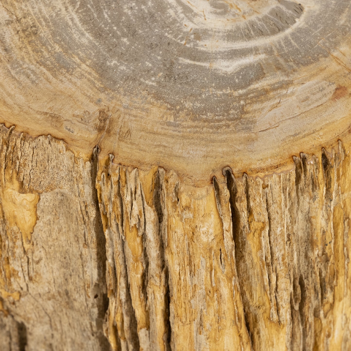 Light petrified wood