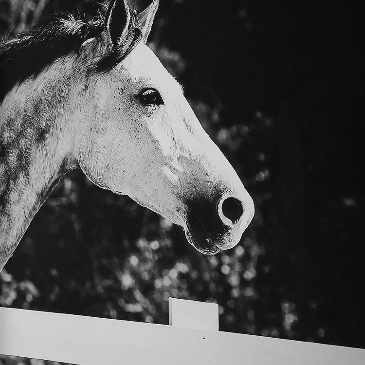 Modern Horse Art (set of 3) | Race Horses