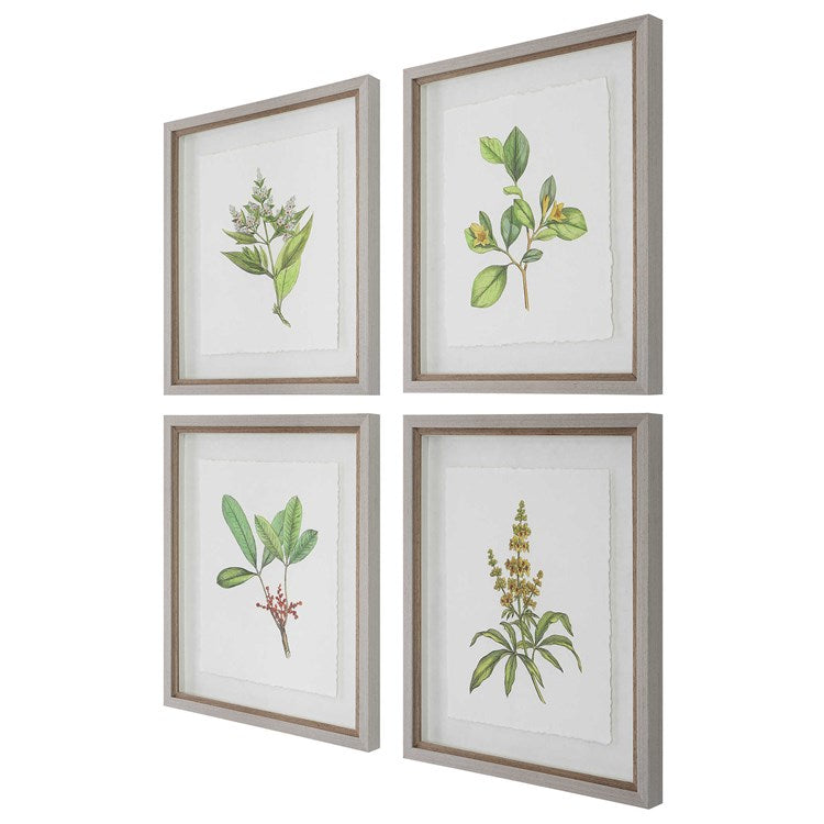 Wildflower Study Framed Prints, S/4