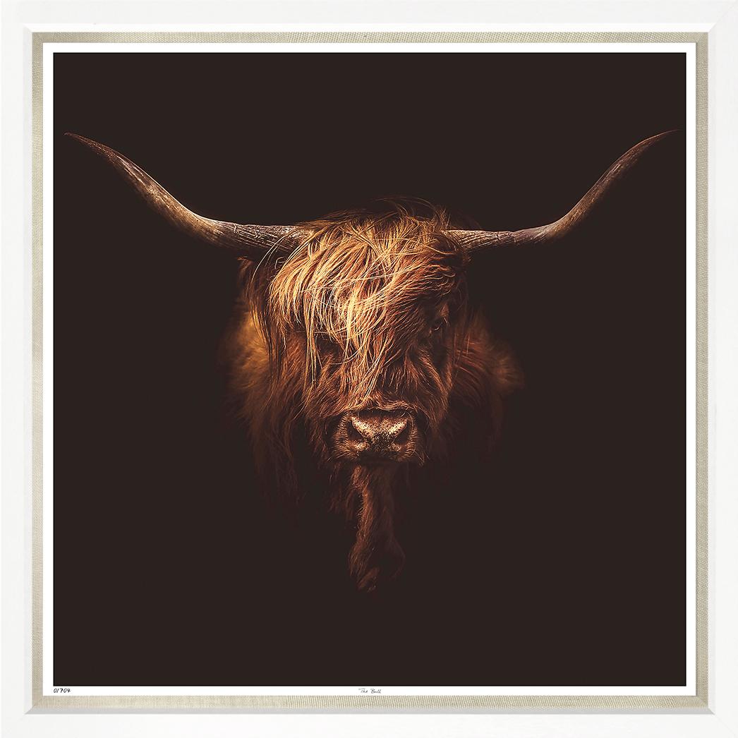 Dramatic long horn bull face on black canvas.