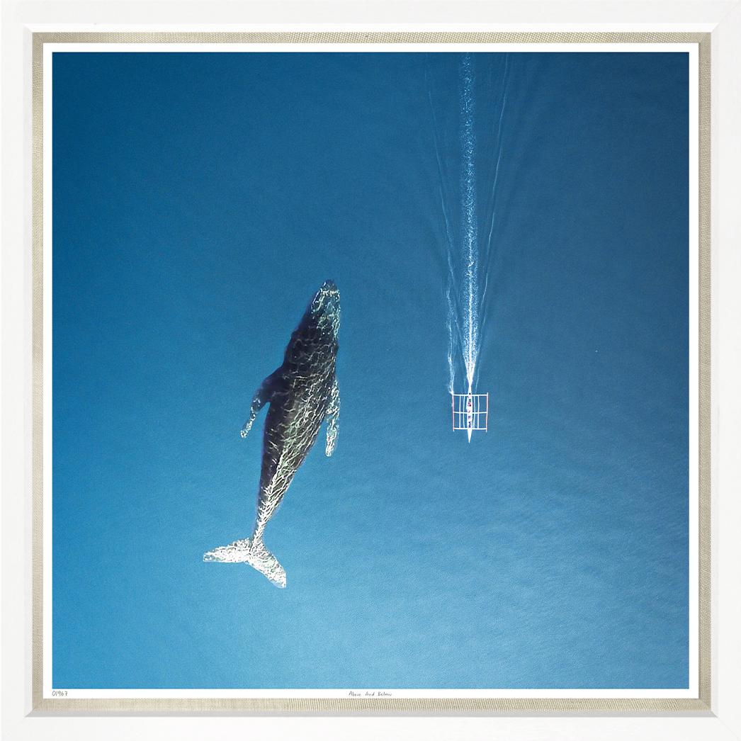 Whale from above