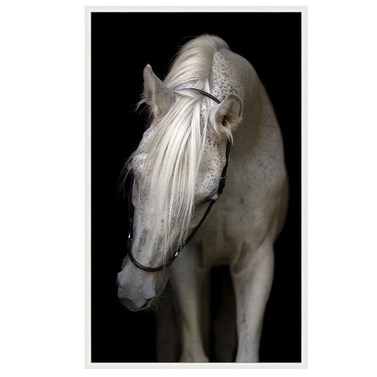 Dramtic white horse frontal up close view with fine detail on black canvas.