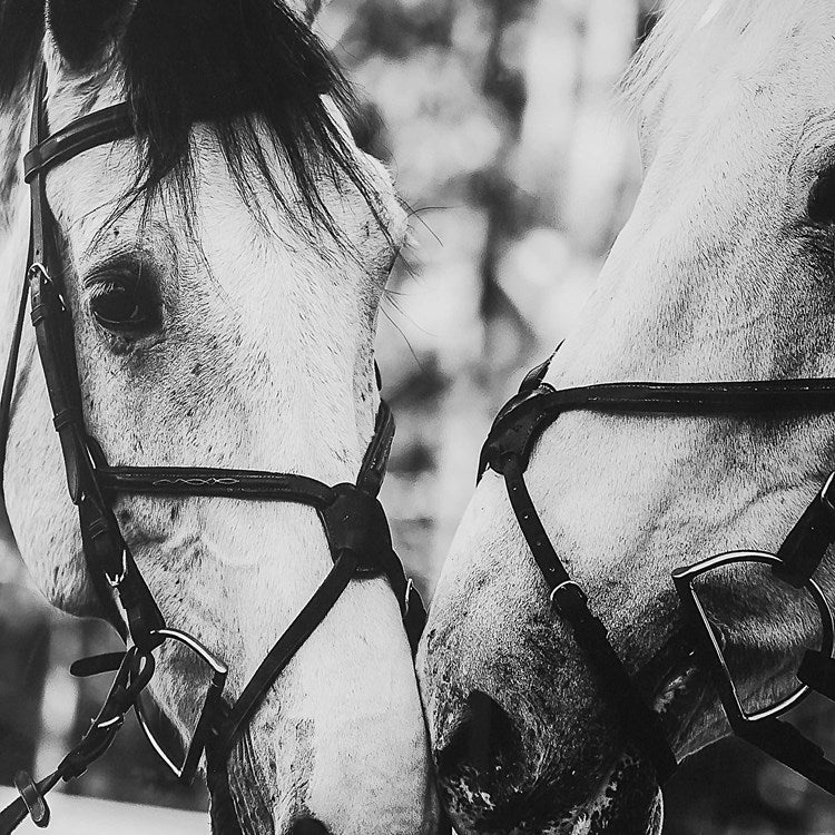 Horse Nose Photograph.