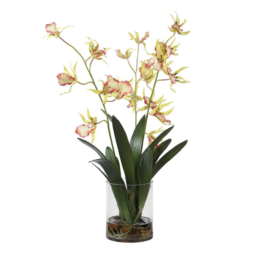 Coral & Yellow Spider Orchid