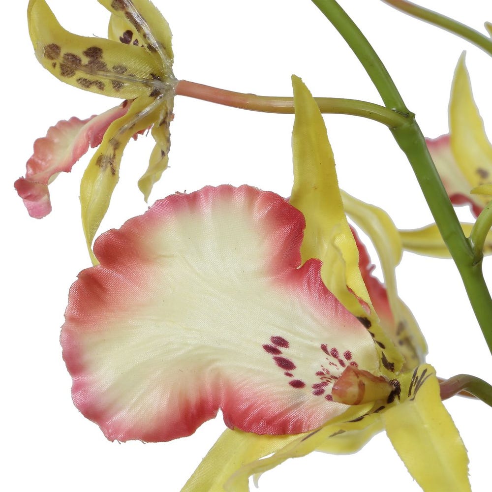 Coral & Yellow Spider Orchid