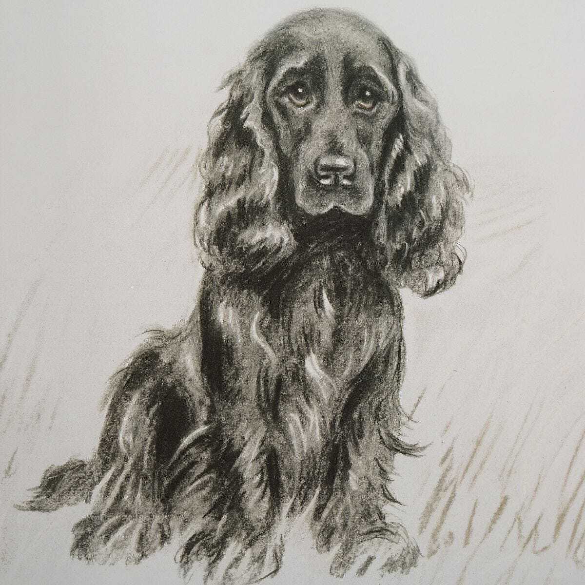 Detailed black and white drawing of a dog on a light background