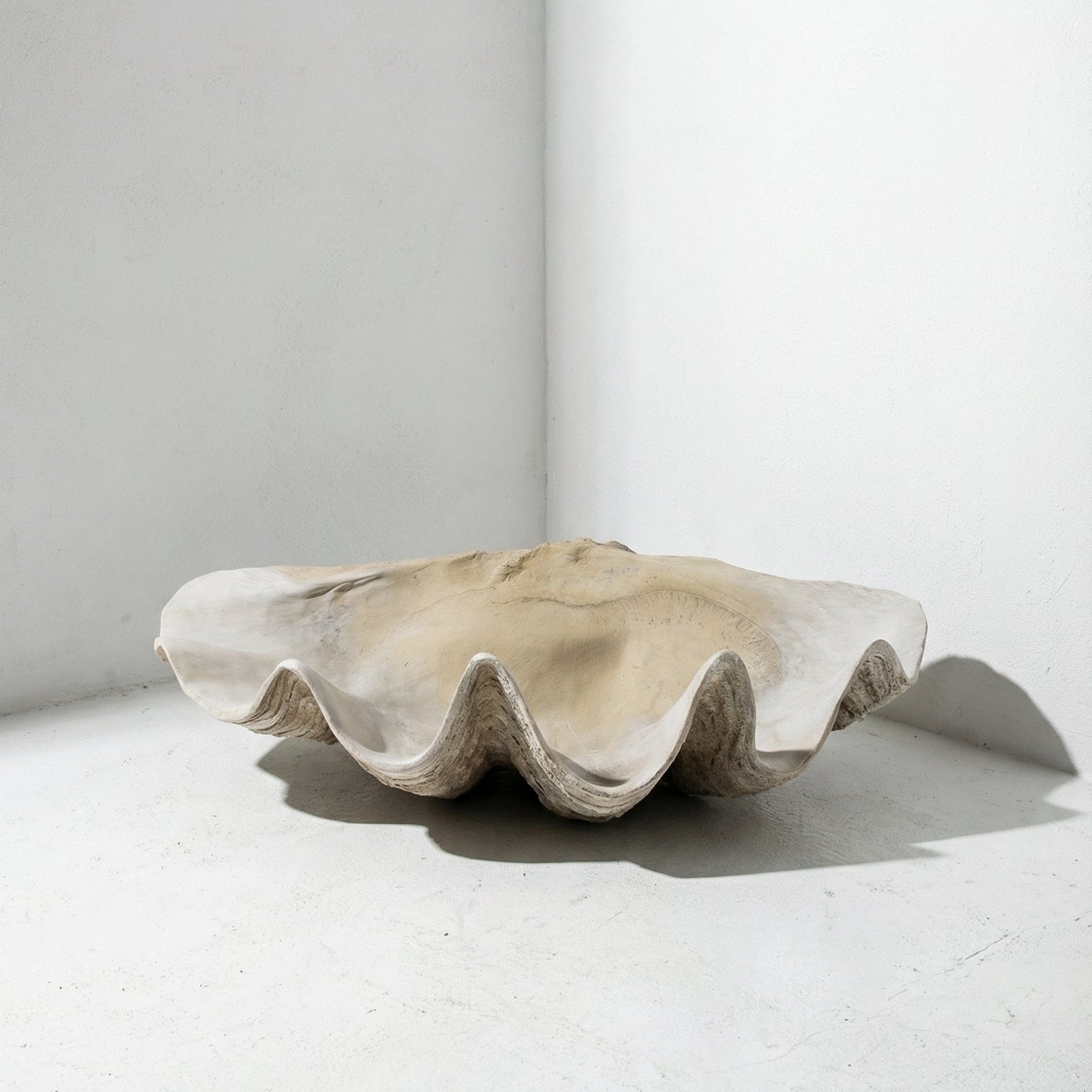 Large shell on a white surface with a white background