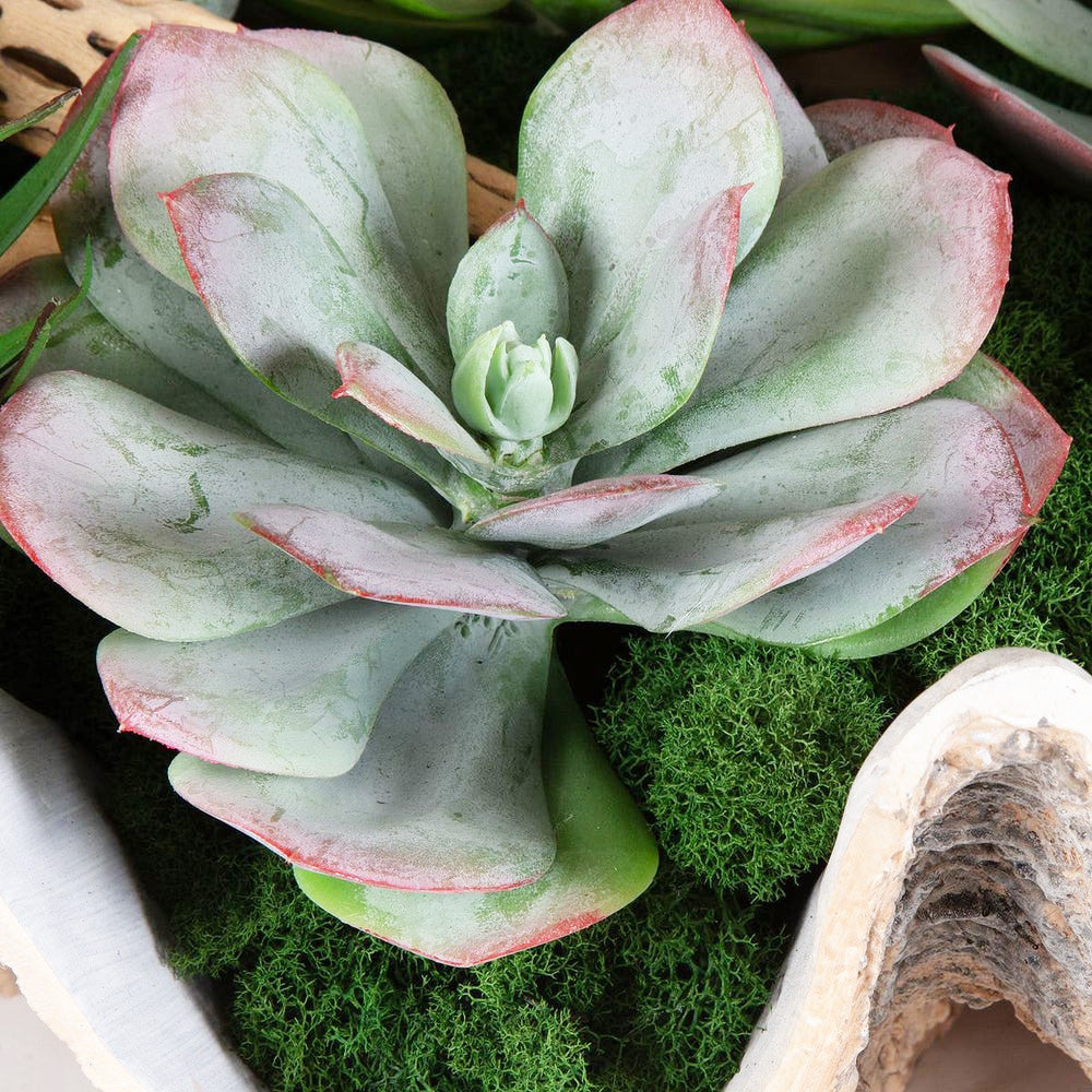 coastal succulent plants Uttermost 60233 Seaside Breeze Succulents