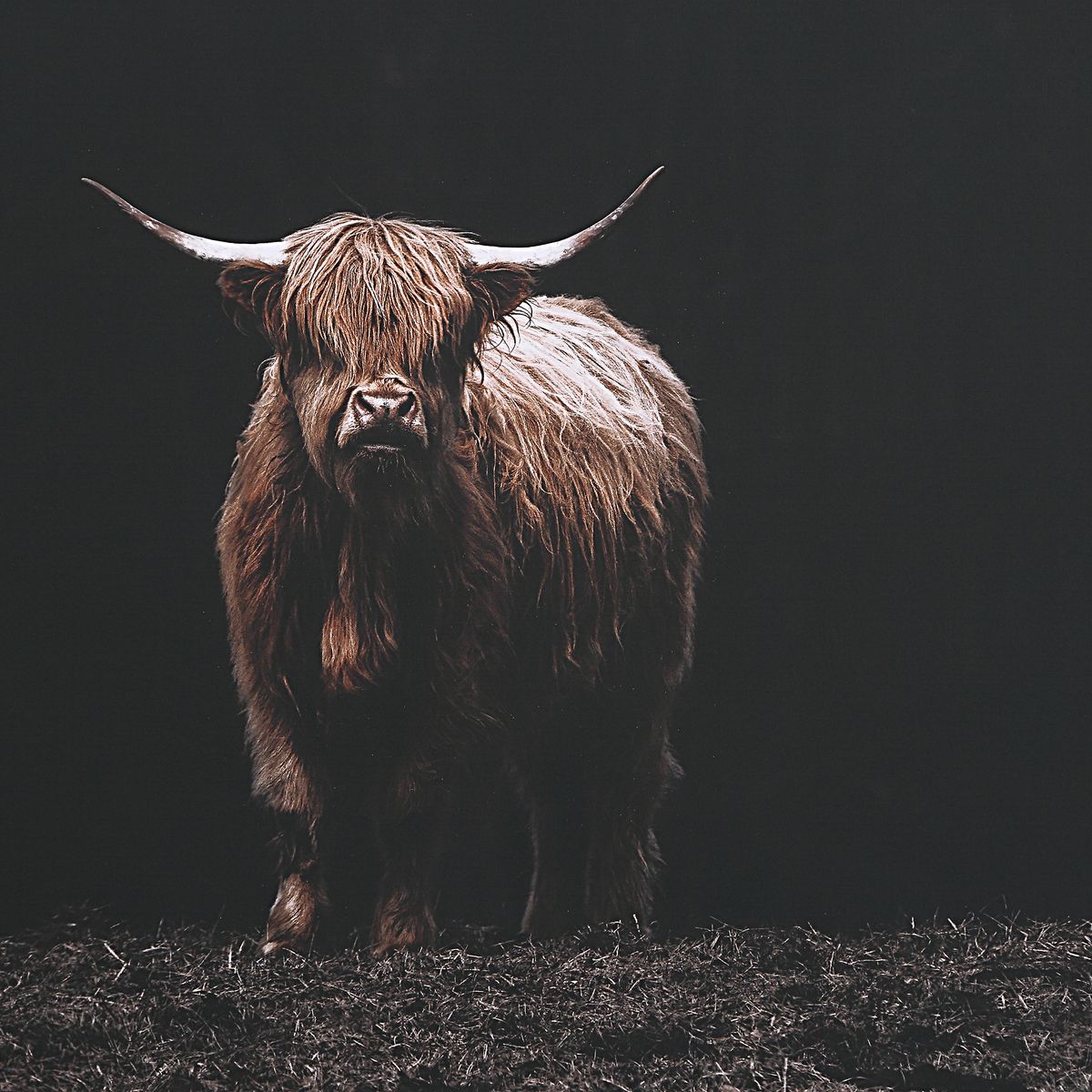 Highland Cow with Big Horns