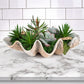 Coastal succulent arrangement on white kitchen counter.