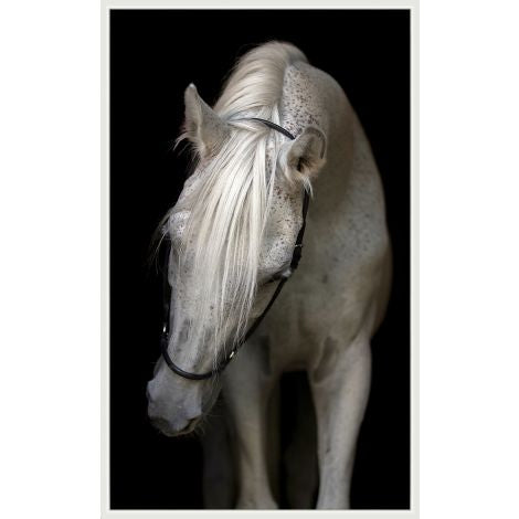 White horse up close