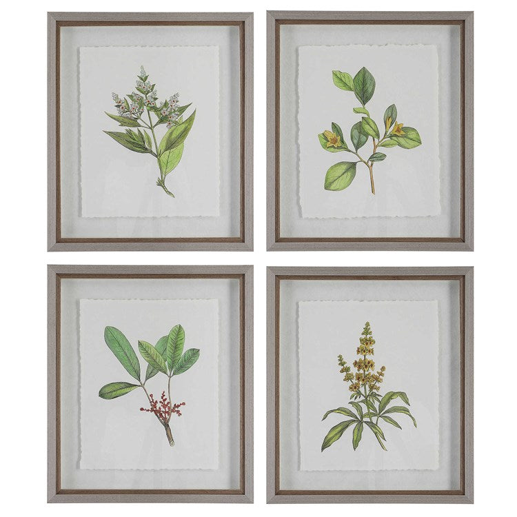 Wildflower Study Framed Prints, S/4
