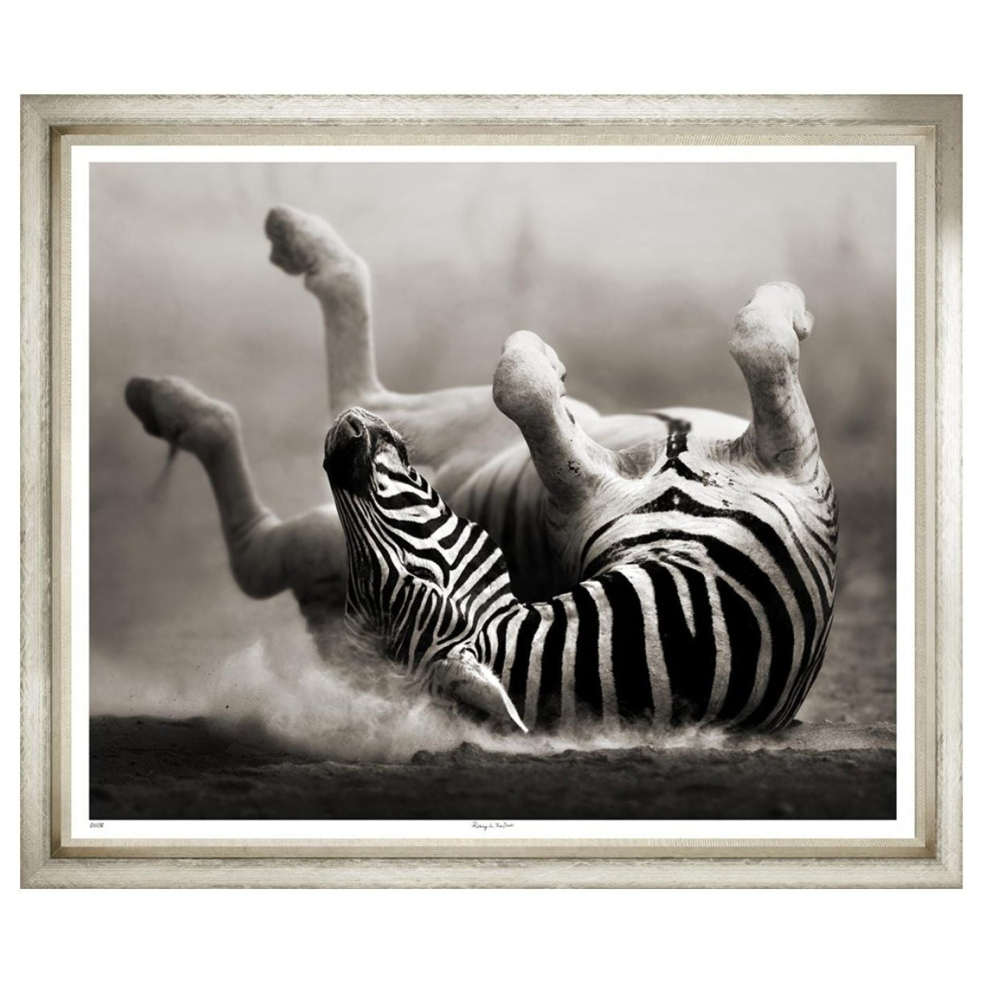Zebra laying down scratching back on plains. Dust stirs up and background is hazy to make this a very dramatic shoot.