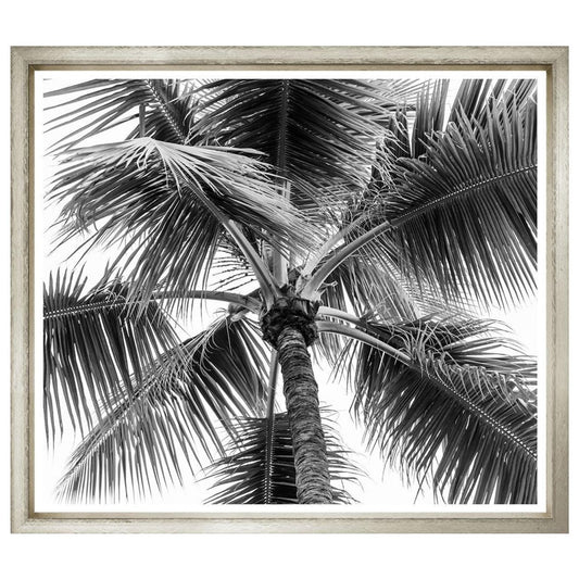 Palm tree b/w