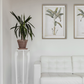 White Coastal Living Room with Vintage Palm Art.